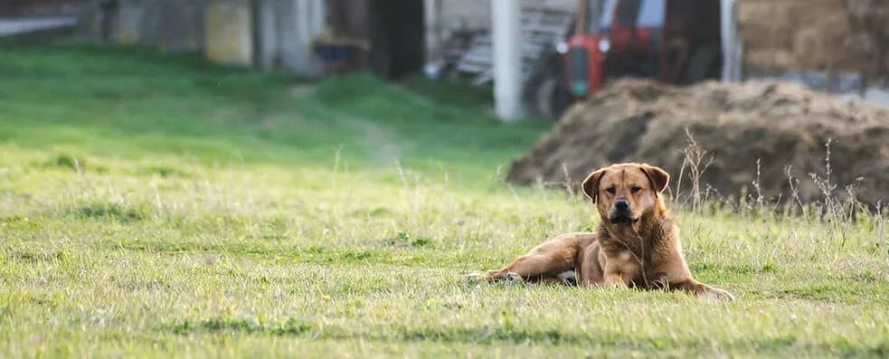 TJ-MG mantém condenação de homem que matou cão após ter carro apreendido