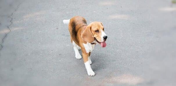 TJ-SP fixa indenização de R$ 6 mil por morte de animal em rodovia
