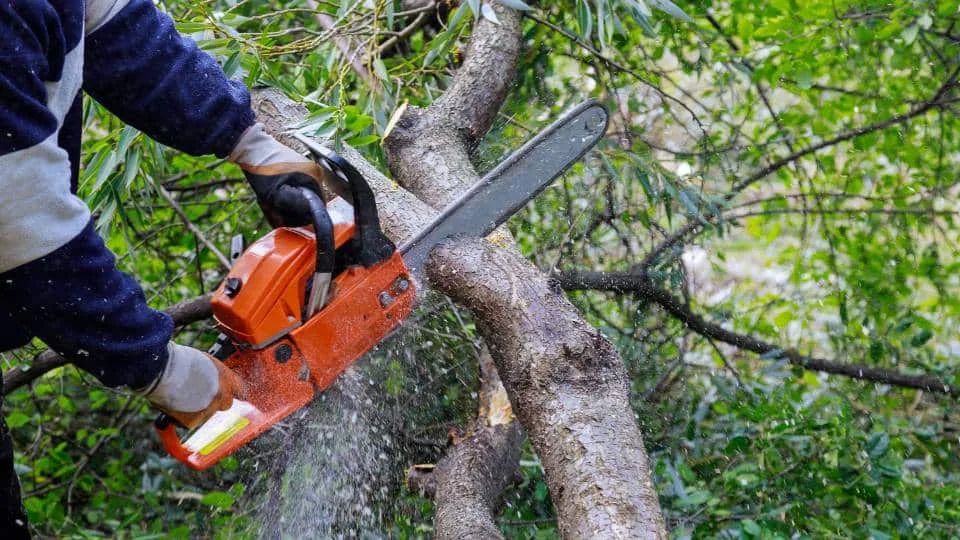 Lei autoriza poda ou corte de árvores diante da omissão do órgão ambiental