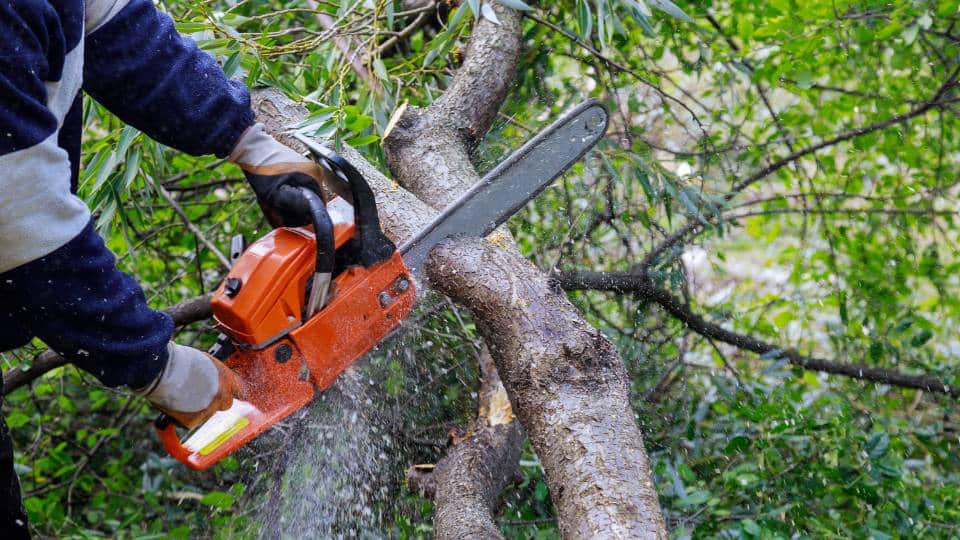 Lei autoriza poda ou corte de árvores diante da omissão do órgão ambiental
