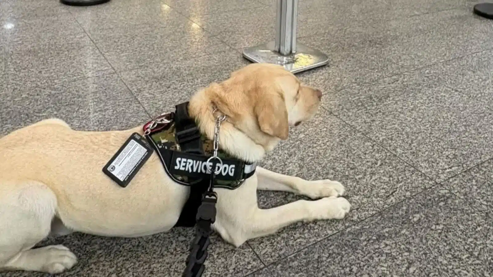 Justiça do RJ condena companhia aérea por impedir embarque de cão de serviço de criança com TEA
