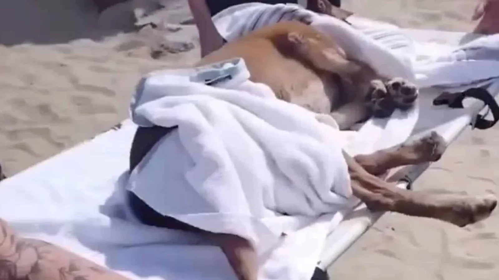 Cadela comunitária foi esfaqueada em praia do litoral de São Paulo