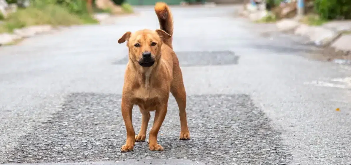 TJ-SP reforma absolvição e impõe pena de reclusão por maus-tratos a cachorro