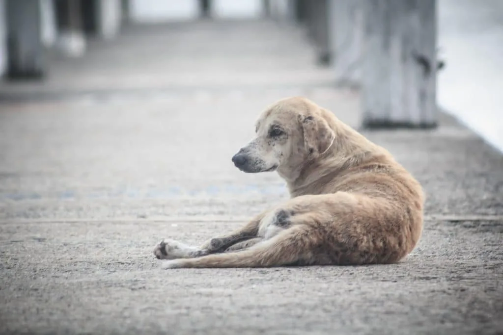 Justiça determina busca e apreensão de animais mantidos em situação de maus-tratos em Gravataí