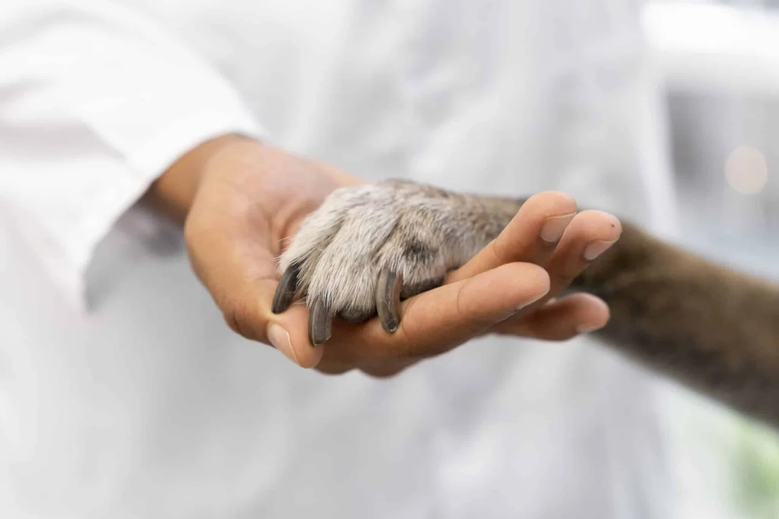 Lei torna crime o exercício ilegal da medicina veterinária