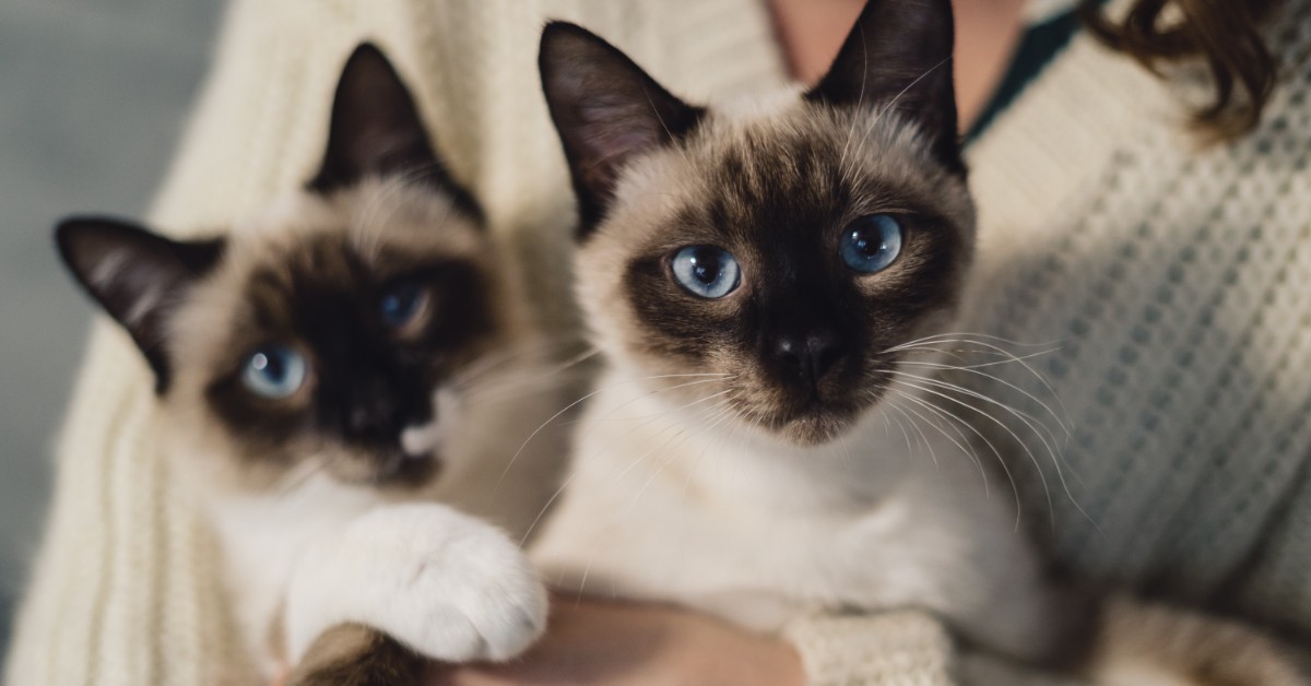 TJSP determina redução de felinos em imóvel após reclamações de vizinhos