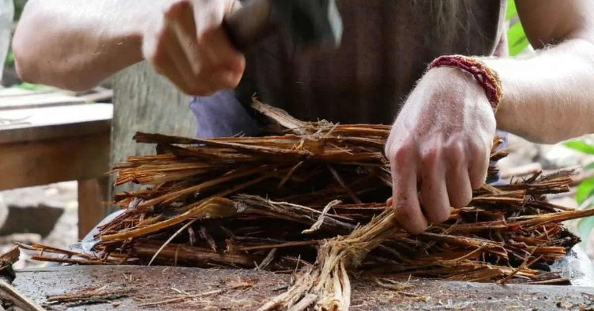MPF recomenda revisão nas regras de uso da ayahuasca no Brasil