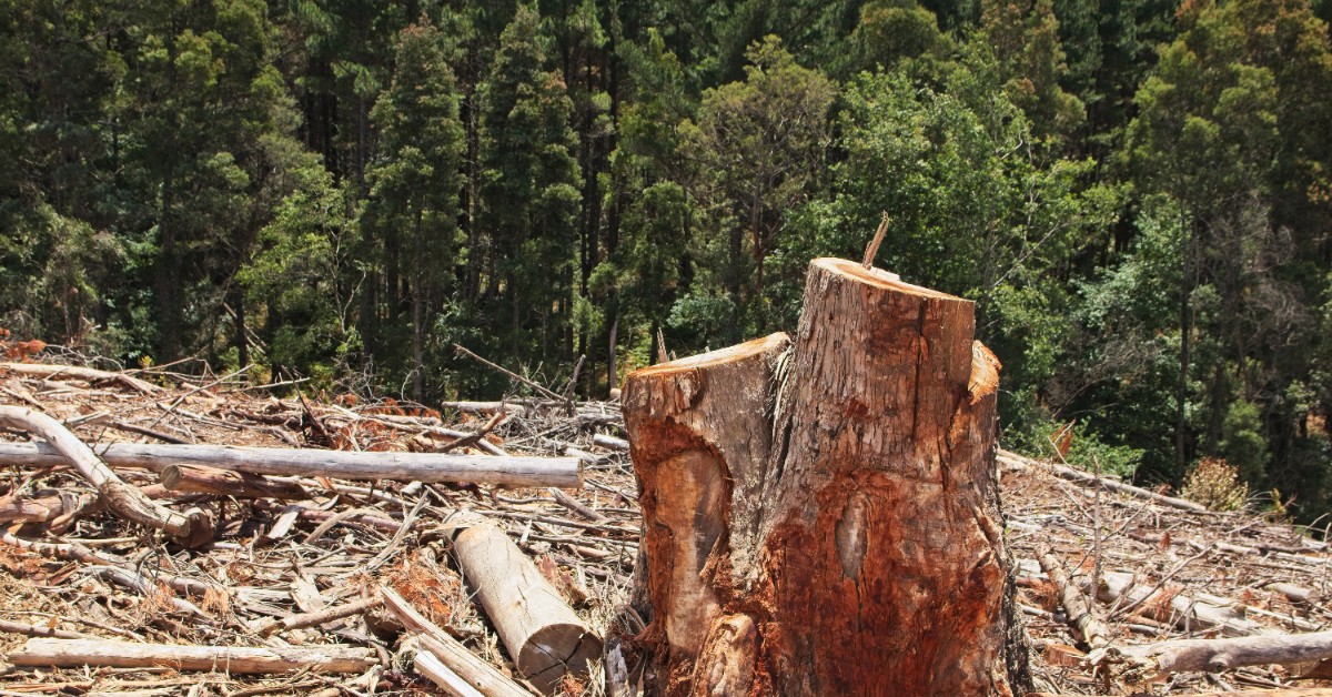 Operação Mata Atlântica em Pé autua desmatamento e aplica multas na Paraíba