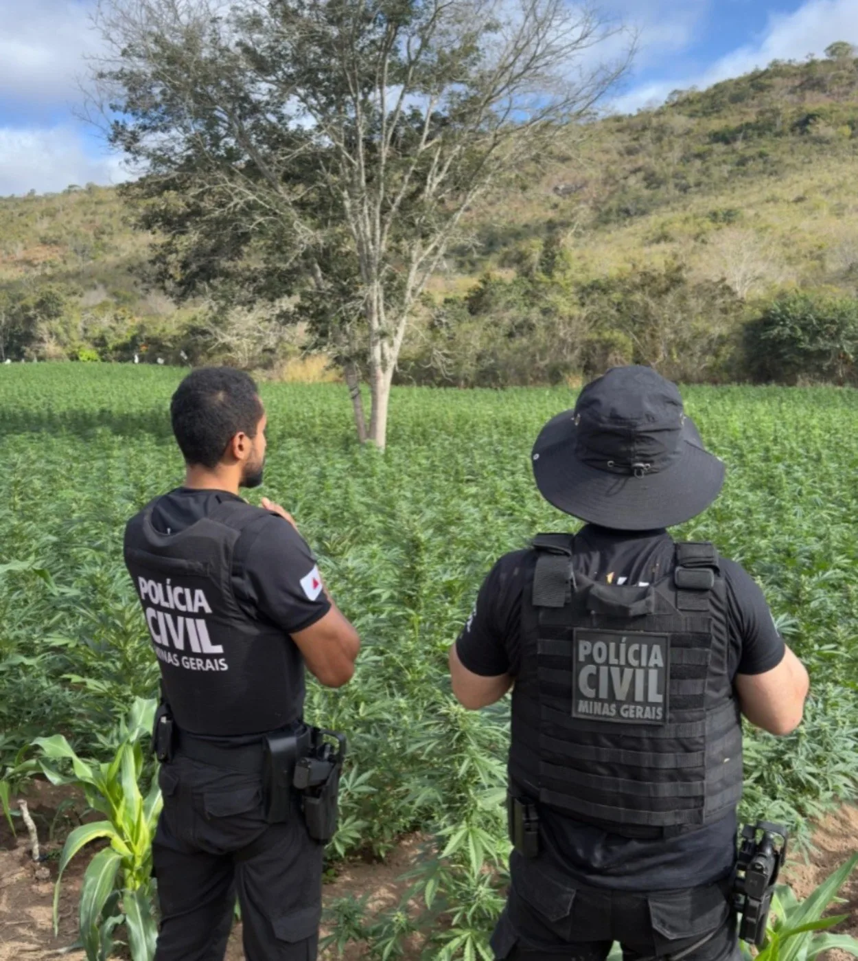 Operação Ramos Secos mira grupo suspeito de tráfico interestadual de maconha em MG, SP, BA e PE