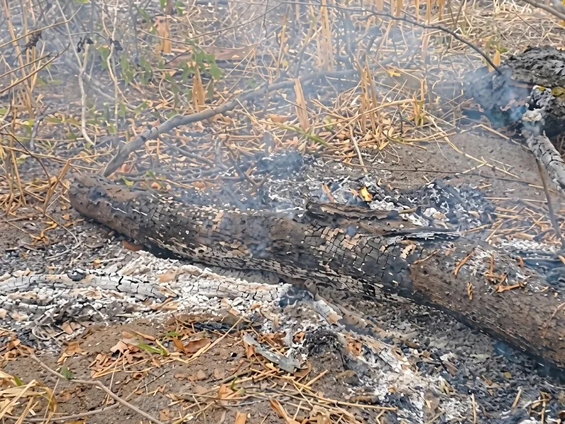 MPMS investiga multa milionária por queimada de 2 mil hectares em Aquidauana